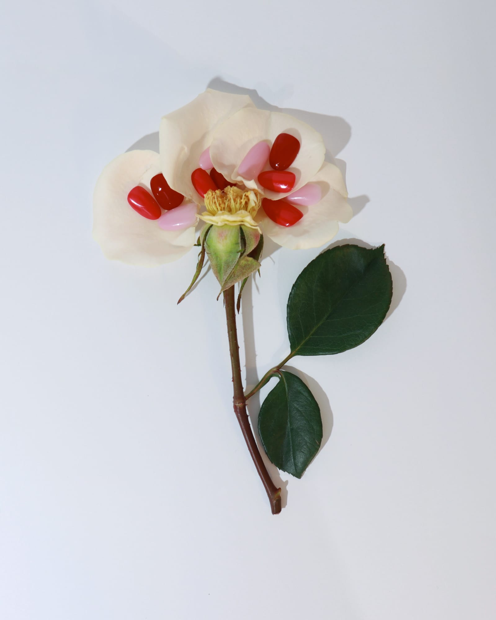 Floral arrangement with white flowers, red berries, and green leaves on a light gray background